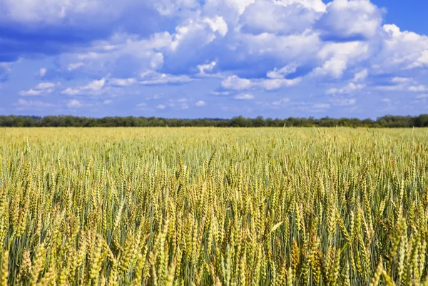 푸른 하늘 아래밀 밭 — 스톡 사진