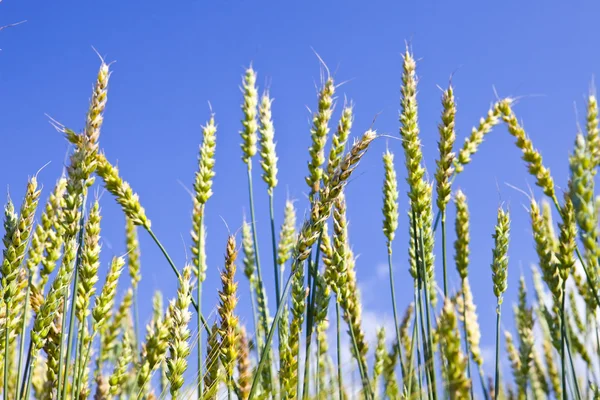 Gökyüzü arka planında buğday kulakları — Stok fotoğraf