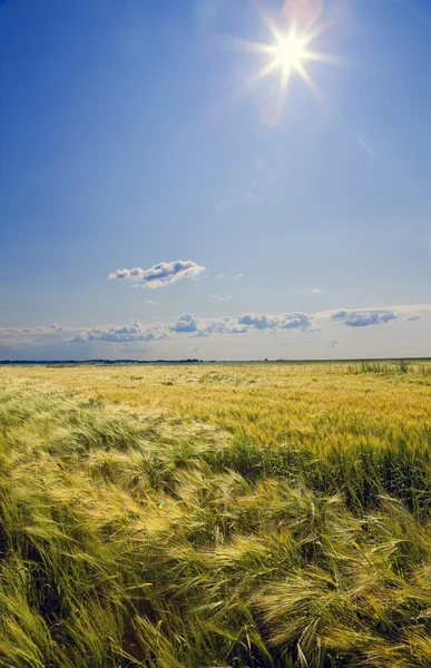 Поле пшениці під блакитним небом — стокове фото