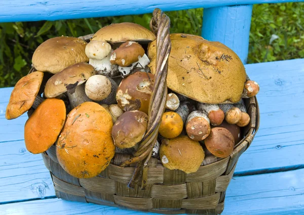 Cesta, cogumelos completos — Fotografia de Stock