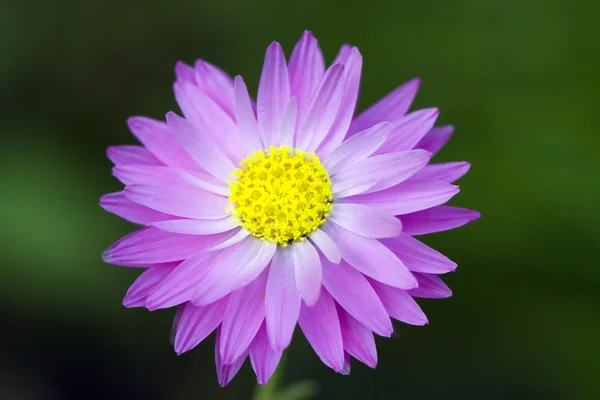 Eine der ersten Frühlingsblumen blüht — Stockfoto