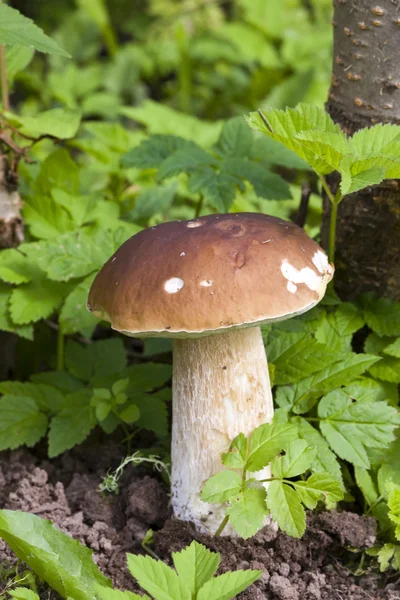 푸른 잔디에서 버섯 boletuses — 스톡 사진