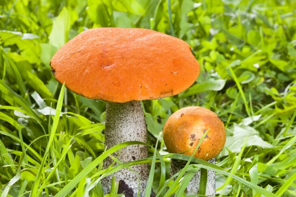 Aspen cogumelos na grama verde — Fotografia de Stock