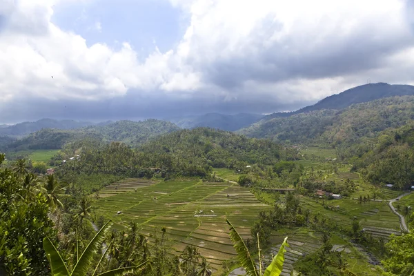 Pirinç terasları, Bali, Endonezya — Stok fotoğraf