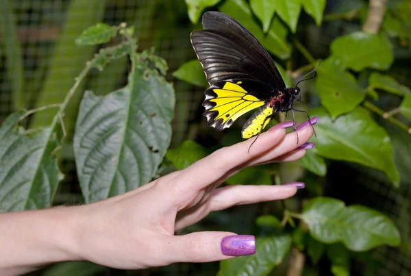 Grote vlinders bij de hand — Stockfoto