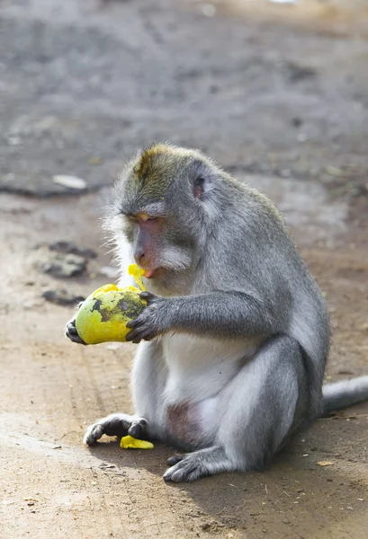 Macaco de cola larga — Foto de Stock
