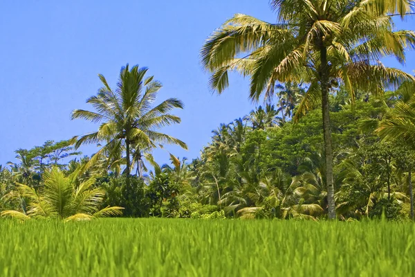 Tropikalny krajobraz. Indonezja. Bali. — Zdjęcie stockowe