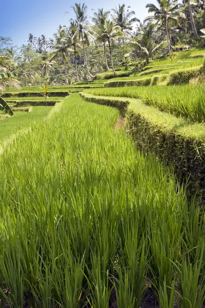 Kind on rice terraces, Bali, Indonesia — Stock Photo, Image
