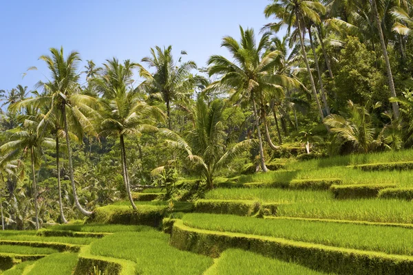 Вид на рисові тераси, Балі, Індонезія — стокове фото