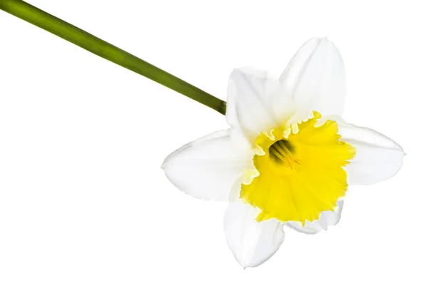 stock image Narcissus