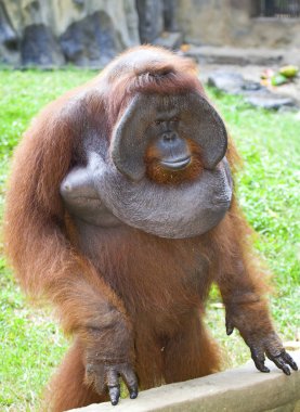 büyük orangutan