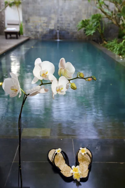 Ramo de orquídea florescente — Fotografia de Stock
