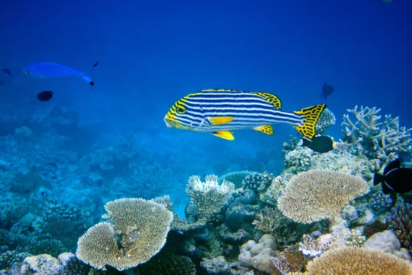 Indischer Ozean. Fische in Korallen — Stockfoto