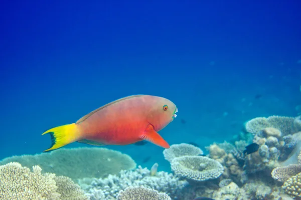 Oceano Índico. Peixes em corais — Fotografia de Stock
