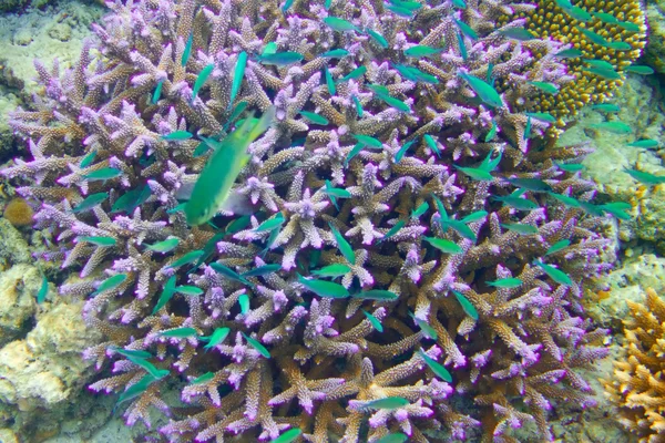 Индийский океан. Рыбы в кораллах — стоковое фото