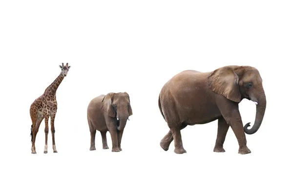 Elephant cow with baby elephant and giraffes — Stock Photo, Image