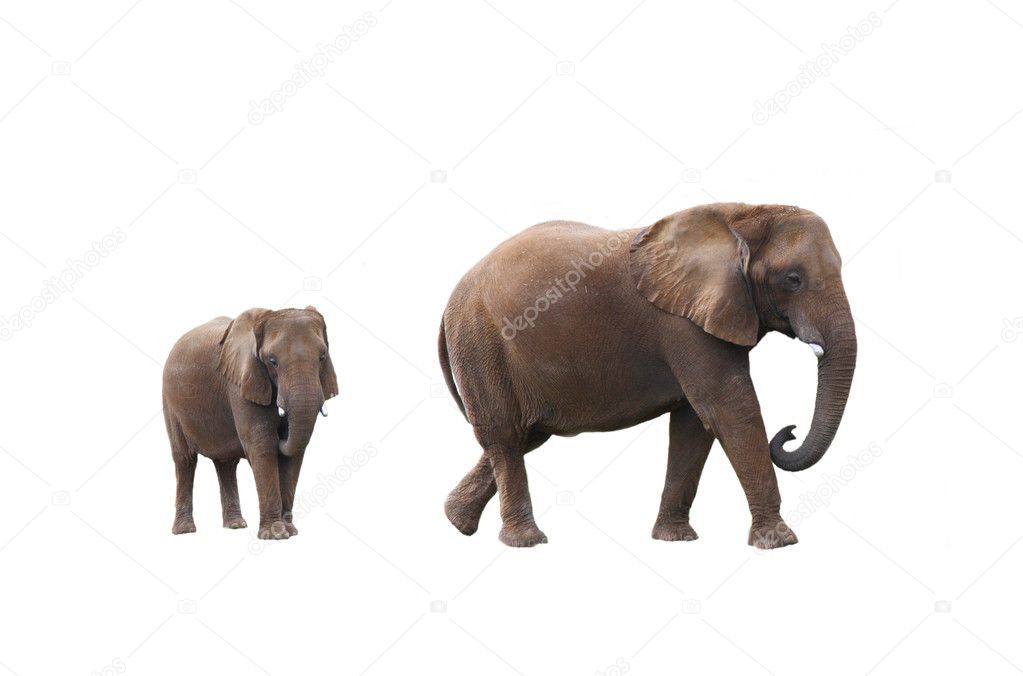 Elephant cow with baby elephant