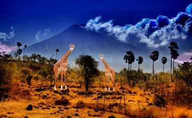 Two giraffe in savannah on background of mountains clipart