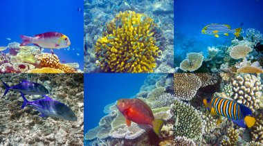 Indian ocean. Fishes in corals clipart