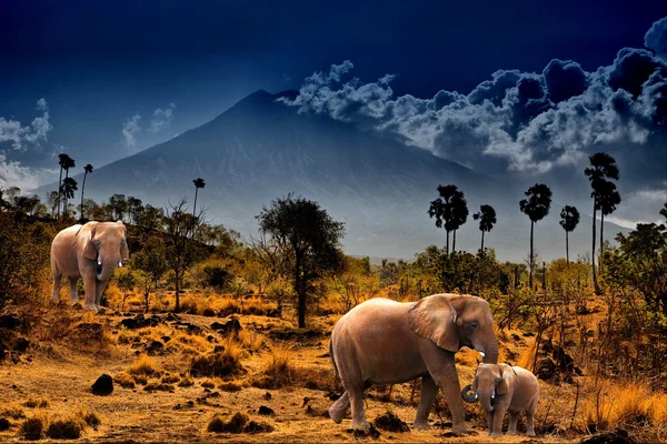Слоны на фоне гор — стоковое фото