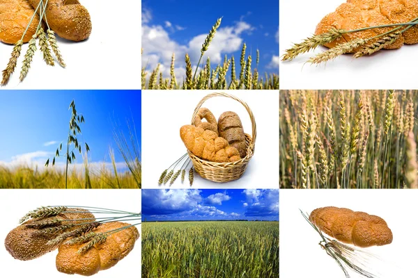 Wheat and bread on white background and Field of wheat — Stock Photo, Image