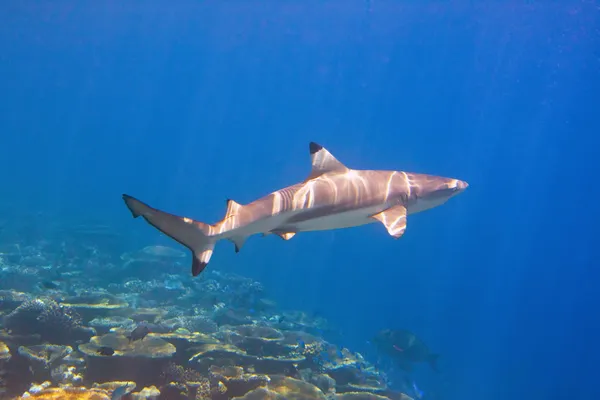 Hajen simmar ovanför coral reef — Stockfoto