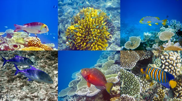 Indiai-óceán. halak, korallok — Stock Fotó