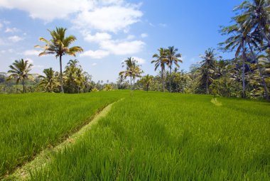 nasıl rice teraslar, bali, Endonezya