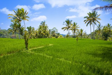 nasıl rice teraslar, bali, Endonezya