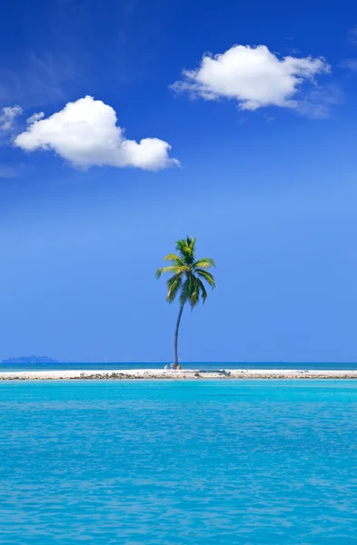 Palmeira solitária no meio do oceano no fundo do céu, Maldivas — Fotografia de Stock