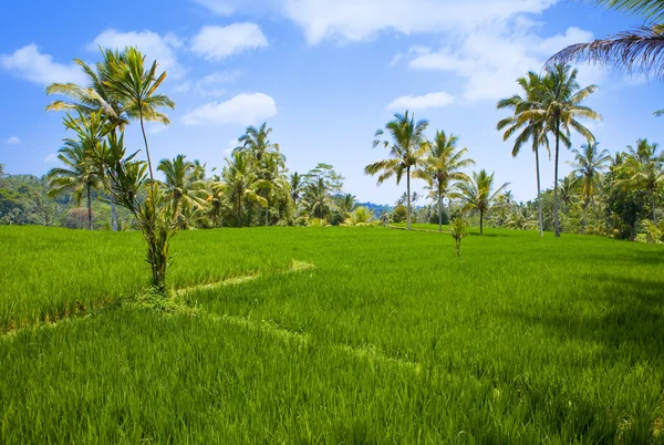 Soort op rijst terrassen, bali, Indonesië — Stockfoto