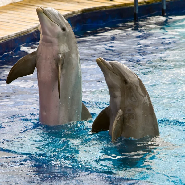 Delfin odgrywa — Zdjęcie stockowe