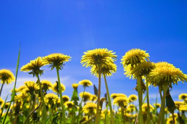 Yellow dandelions in the meadow clear solar summer's day clipart