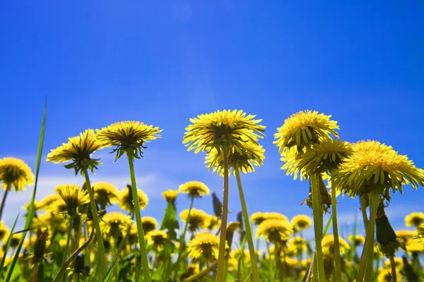 黄色的蒲公英，在草地上清除太阳能夏季的一天 — 图库照片