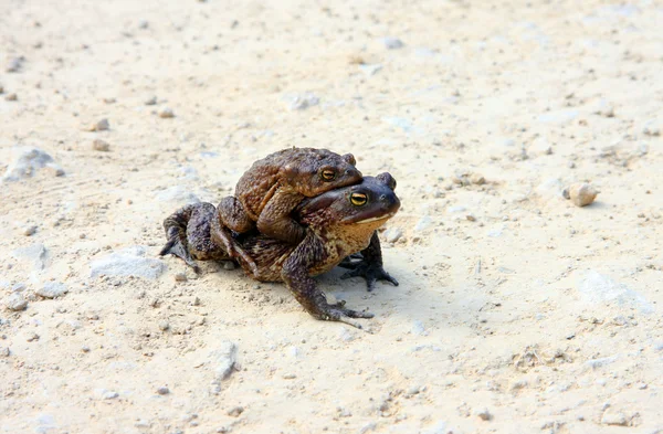 Two brown frogs (rana temporaria) in the mating season — Stock Photo, Image