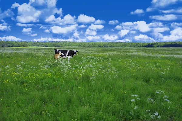 Koe in het weiland — Stockfoto