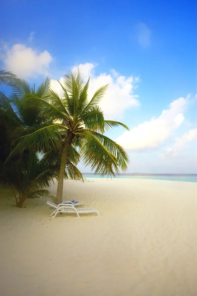 在海洋海岸，马尔代夫的棕榈树, — 图库照片