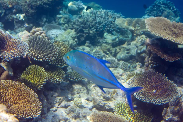 Fische in Korallen. Malediven — Stockfoto