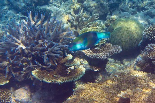 Рыбы в кораллах. Мальдивы — стоковое фото