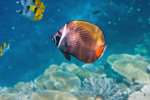 Риби в коралах. Мальдіви — стокове фото