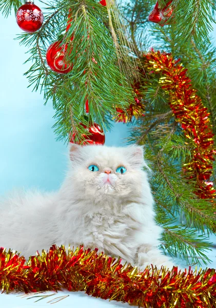 Symbol rok 2011 bílá kočka — Stock fotografie