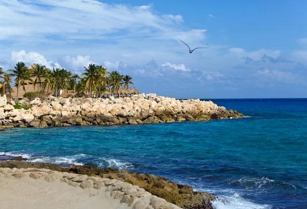 Mexico, park van shkaret. Rock met palmbomen op oceanside — Stockfoto