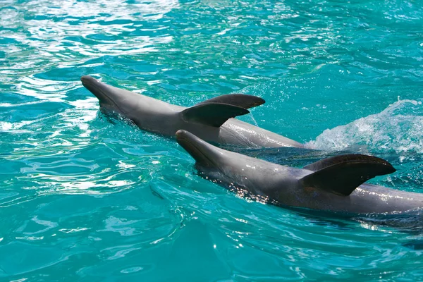 Dwa delfiny pływać na plecach — Zdjęcie stockowe