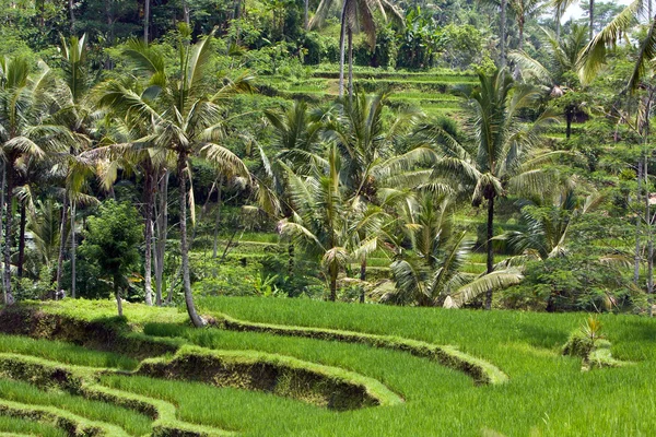 Den tropiska naturen. Indonesien. Bali. — Stockfoto
