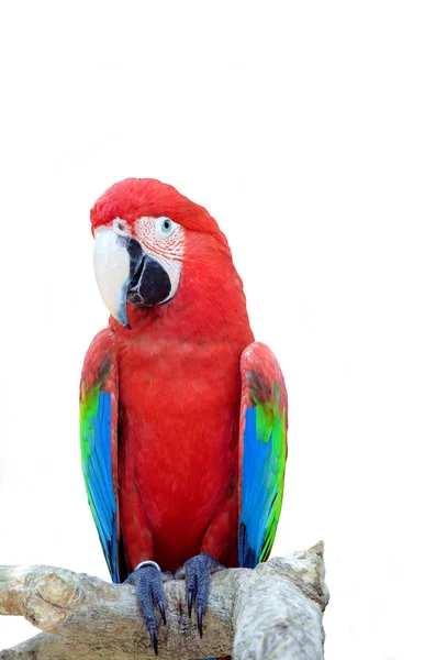 Bright large tropical parrot sits on a branch — Stock Photo, Image