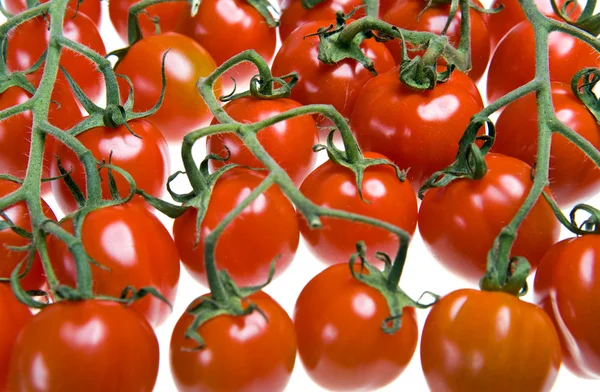 Los tomates son puestos por los números a las ramas — Foto de Stock