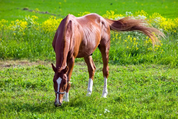 Лошадь на лугу в яркий солнечный день — стоковое фото
