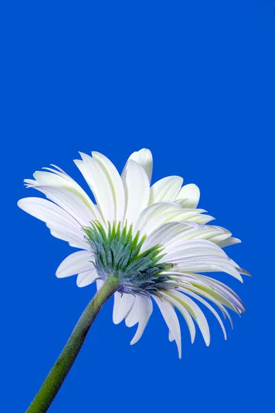 Heřmánek květina na modrém pozadí — Stock fotografie