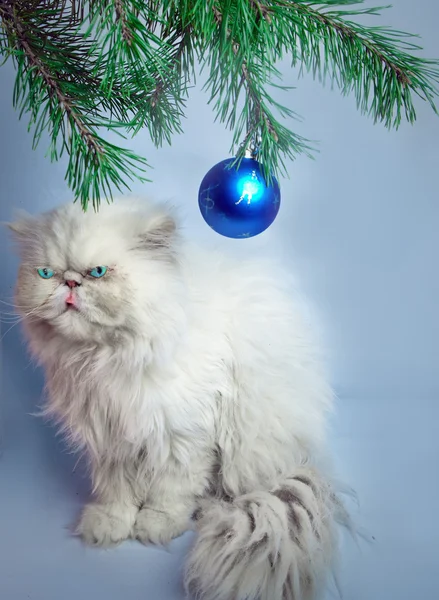 Větev s novoroční koule a symbolem rok 2011 bílá kočka — Stock fotografie