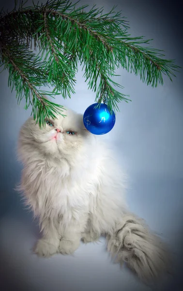 Una rama con bolas de Año Nuevo y un símbolo del año 2011 gato blanco — Foto de Stock